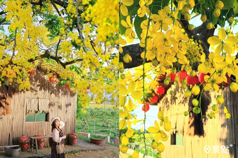白河山子腳大山宮阿勃勒花海同框竹管老屋美景，吸引人前往拍照打卡。（圖／luvyuuna）