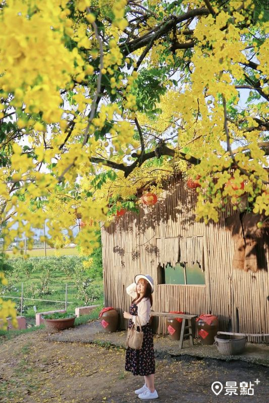 於2025年6月7日拍攝的白河山子腳大山宮阿勃勒花景。（圖／luvyuuna，以下同）