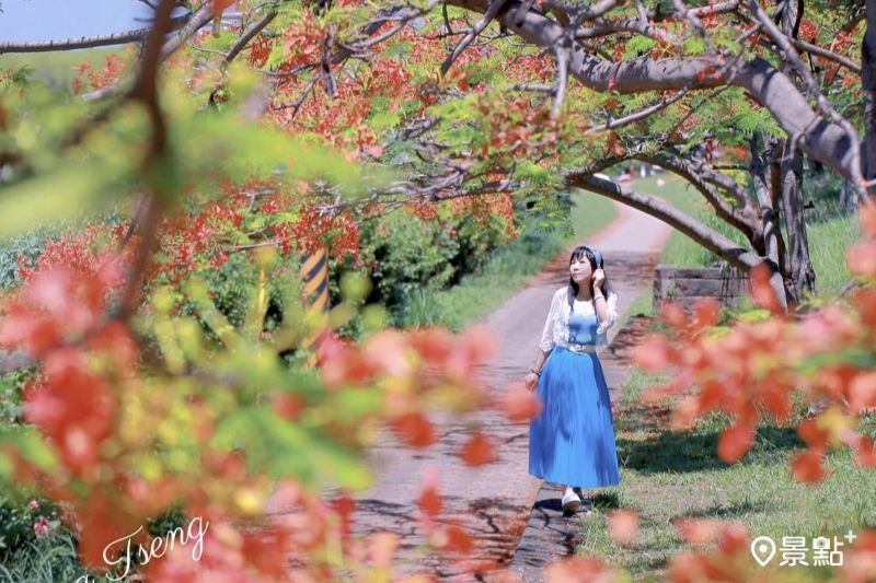 屏東水門轉運站鳳凰花海隧道綻放，吸引人前往取景。（圖／airratseng）