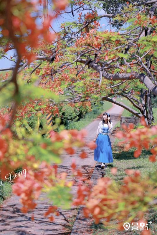 於2025年6月拍攝的屏東水門轉運站鳳凰花景。（圖／airratseng，以下同）