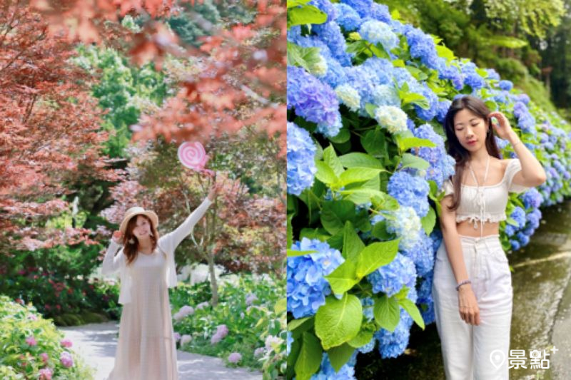 杉林溪森林生態渡假園區楓葉及繡球花海同框，吸引人前往取景。（圖／aaa123471、hosyuan）