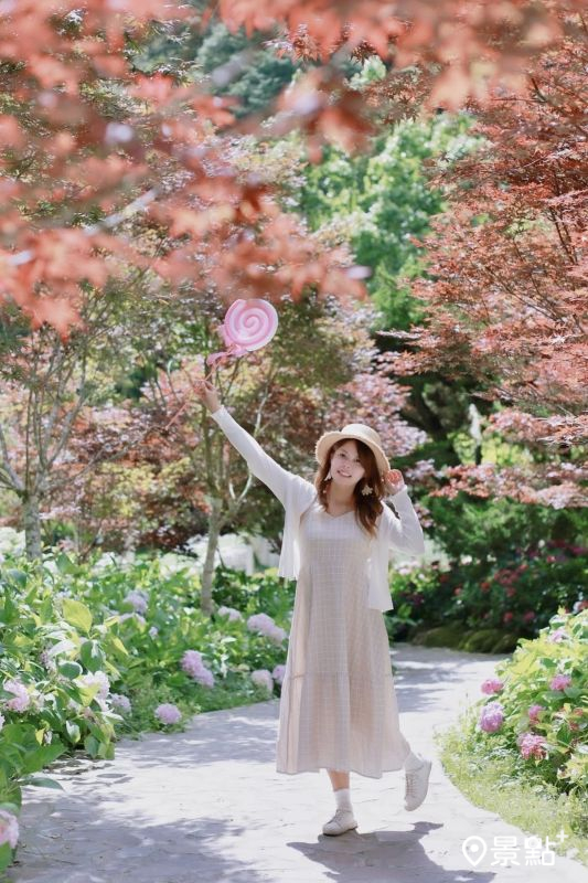 於2025年6月15日拍攝的杉林溪森林生態渡假園區楓葉同框繡球花美景。（圖／aaa123471）