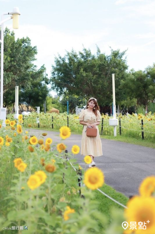 於2025年6月14日拍攝的中央公園向日葵花景。(圖/aaa123471)