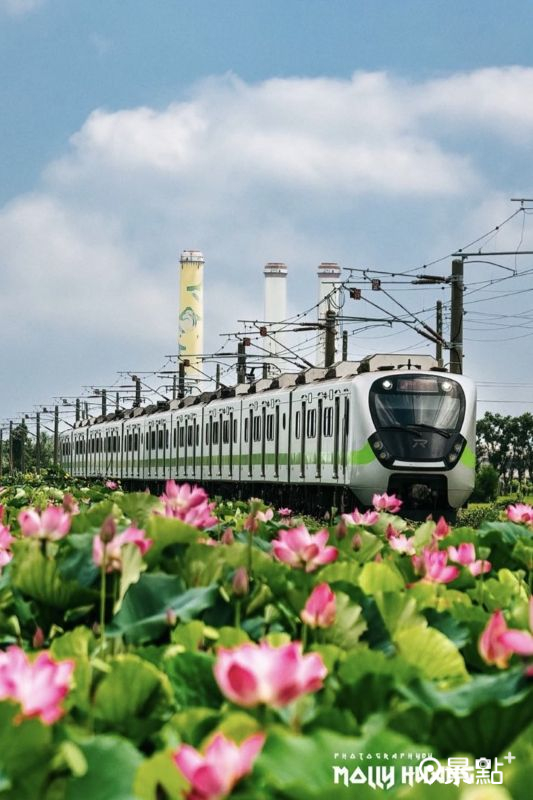 於2025年6月9日拍攝的通霄鐵道荷花海美景。