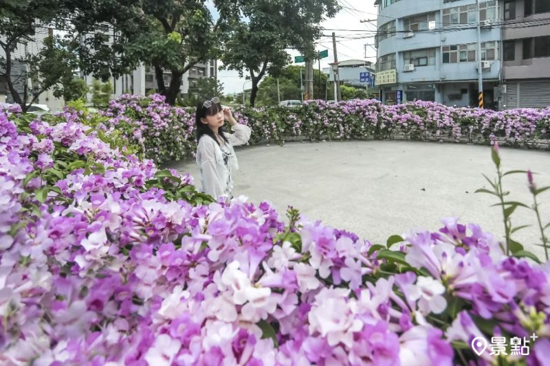 頭重溪公園蒜香藤花海綻放，吸引人前往取景。（圖／aday0530）