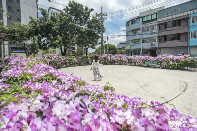 於2025年6月21日拍攝的頭重溪公園蒜香藤花海。（圖／aday0530，以下同）