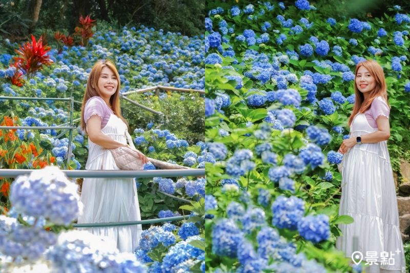 沖繩饒平名繡球花園花海綻放,吸引人前往取景。(圖/yu_ning0202)