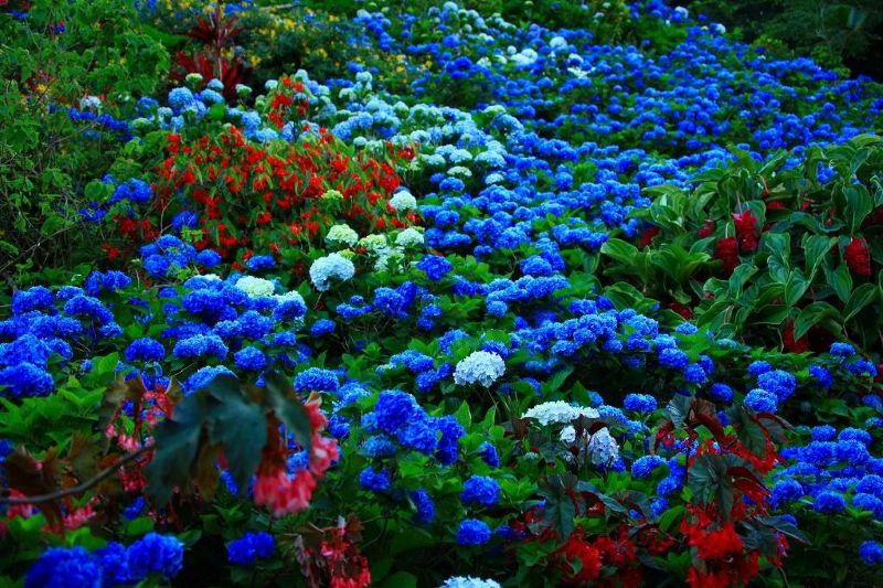 (圖/饒平名繡球花園)
