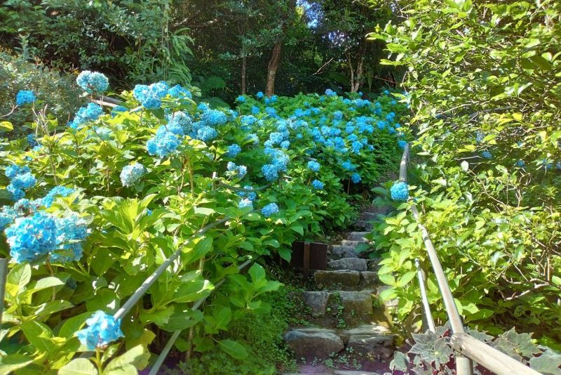（圖／饒平名繡球花園，以下同）