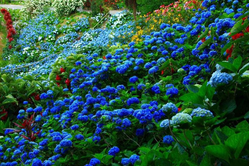 （圖／饒平名繡球花園，以下同）