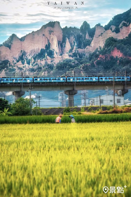 於2025年6月22日拍攝的金黃稻浪棒球列車同框火炎山美景。(圖/imma_pon,以下同)