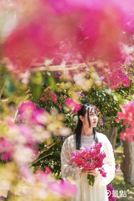 於2025年6月21日拍攝的苗栗苑裡紫薇花園美景。(圖/pho_traveler_joe)