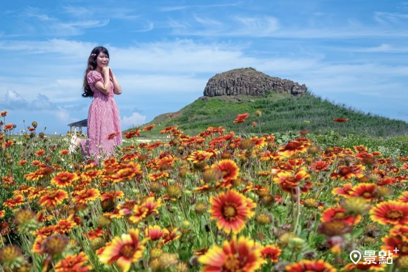 天人菊花海Ｘ牛心山期間限定同框！菊島必拍花景5大順遊景點一次收