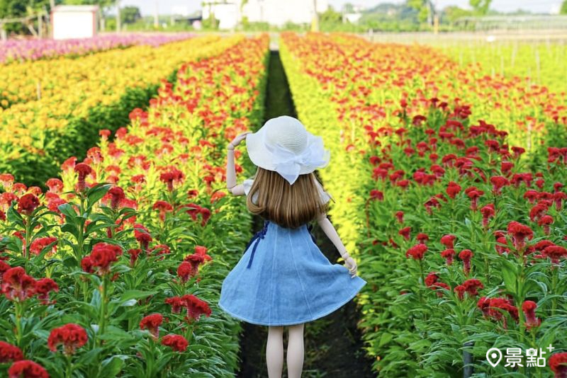 北斗雞冠花田三色漸層花海綻放,吸引人前往取景。(圖/lucky296no1)