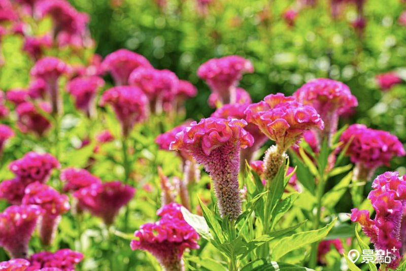 （圖／lucky296no1）