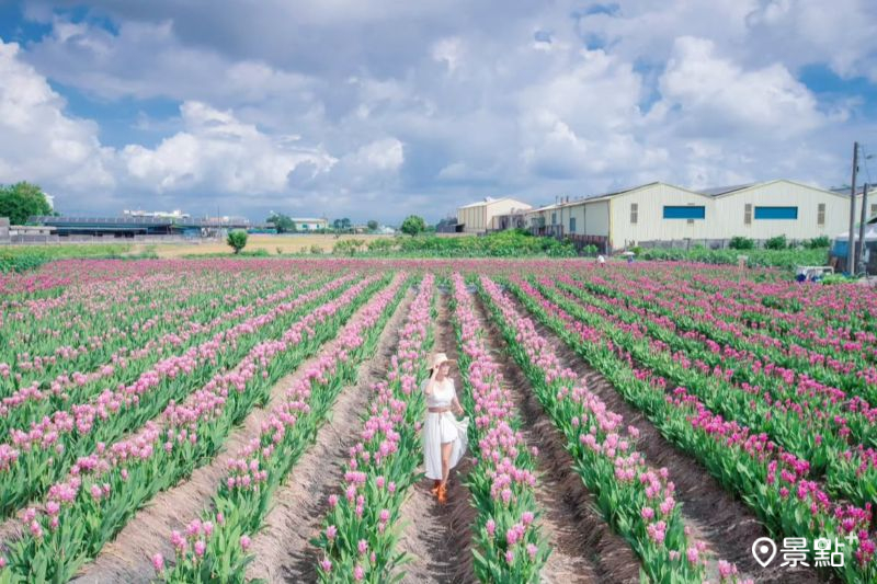往年北斗粉紅薑荷花海美景。(圖/jully426132)