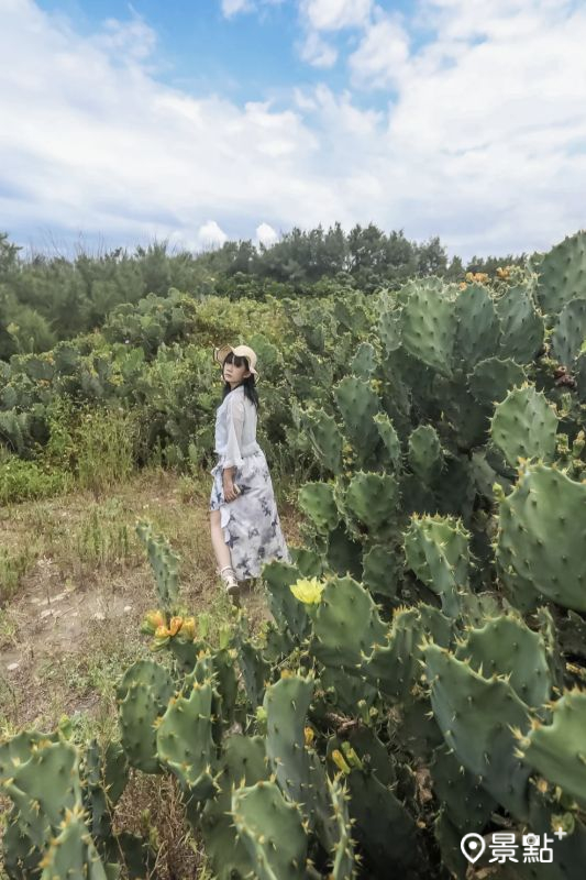 於2025年7月5日拍攝的豬鼻子沙灘仙人掌美景。（圖／aday0530，以下同）