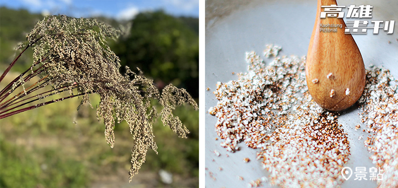 （左）過去認為油芒只是鳥兒的食物，最新研究發現其營養價值不輸稻米與小米而重新被注意。（右）小小的油芒在熱鍋裡翻跳，彷彿為變身香氣濃郁的油芒爆米花而歡欣起舞。
