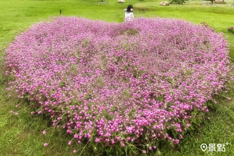 滿版愛心型圓仔花海免費賞！經典必訪拼布花田5大順遊景點一次看