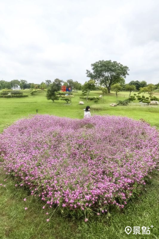 於2025年7月12日拍攝的后里環保公園圓仔花海。（圖／aday0530，以下同）