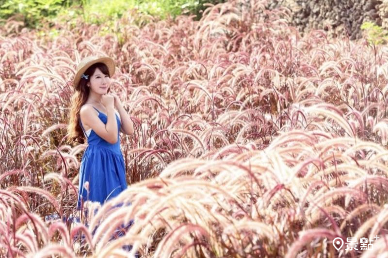 滿版紫葉狼尾草花海夢幻包圍大景！6大美拍亮點彩色消波塊同框打卡