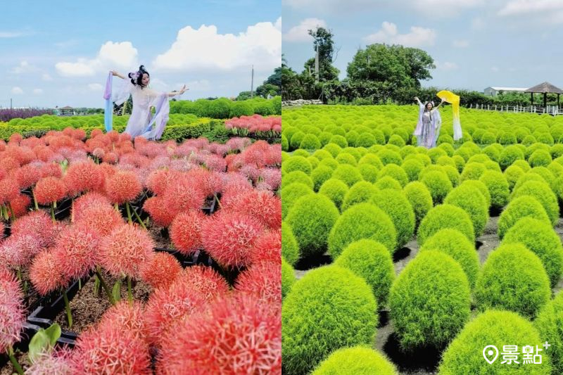 中社觀光花市火球花同框波波草場景，形成可愛的雙色丸子花海。（圖／love520love520like）