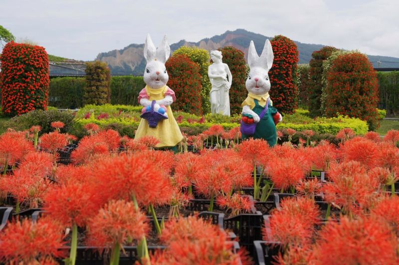 於2025年7月22日拍攝的中社觀光花市火球花海。（圖／中社觀光花市）