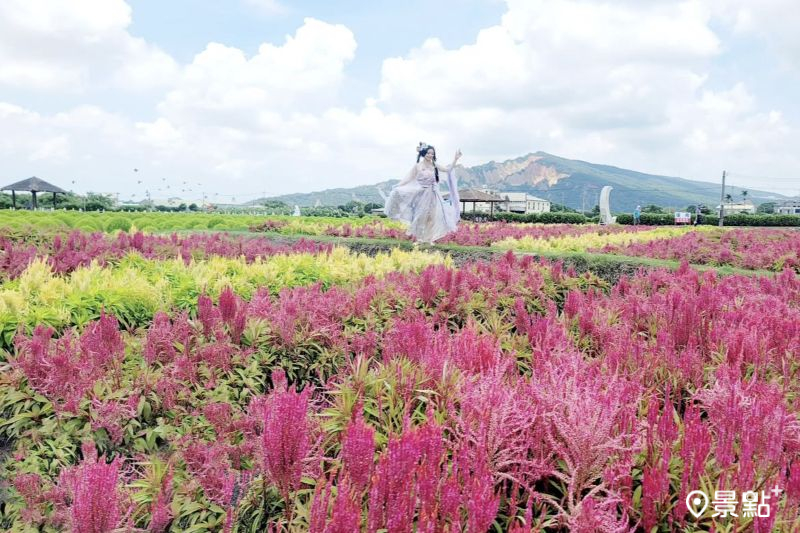 火焰雞冠花同框火炎山美景。（圖／love520love520like）