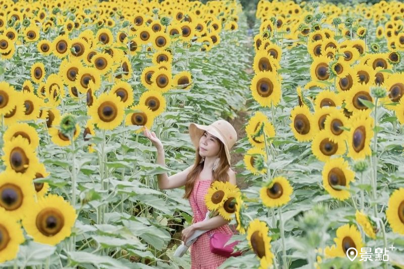 向陽農場200公分比人還高向日葵花海，吸引人前往取景。（圖／lyxingyingxie）