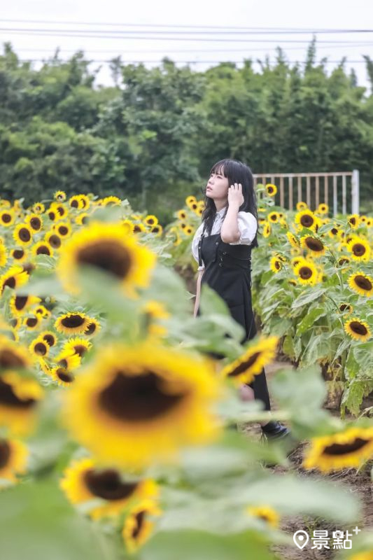 於2025年7月27日拍攝的向陽農場向日葵花景。（圖／aday0530，以下同）