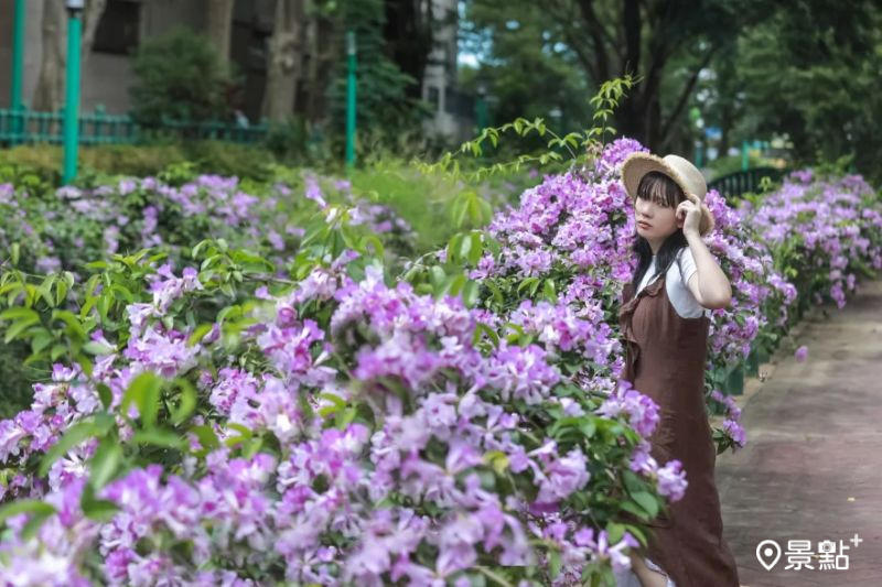 平鎮水岸蒜香藤花海綻放，吸引人前往取景。（圖／aday0530）