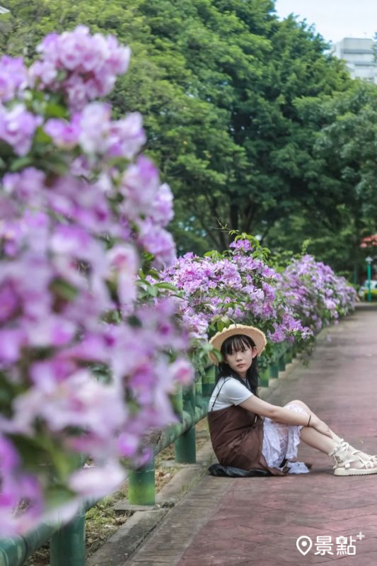 於2025年8月2日拍攝的平鎮水岸蒜香藤花海。（圖／aday0530，以下同）