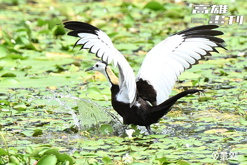 水雉素有「凌波仙子」美譽，臺灣的「雉尾水雉」是唯一會換羽的種類。