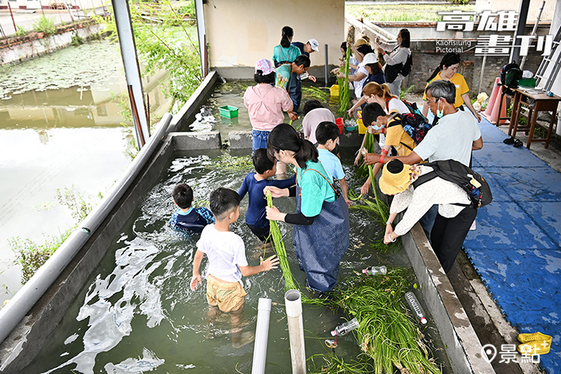 跟著水雉復育工作站解說人員一起體驗採洗野蓮。