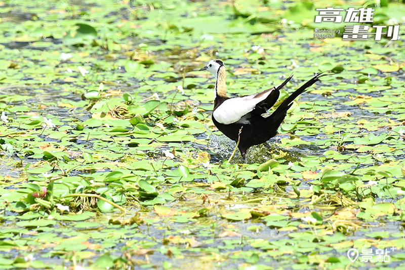 水雉的繁殖羽十分漂亮，金黃色的後頸像披著一頭亮麗的金髮，還搭配優雅飄逸的黑長尾羽。( 圖／高雄市新聞局，以下同）