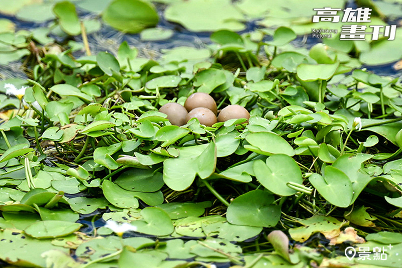 水雉媽媽下蛋後，接下來就由水雉爸爸來孵蛋。