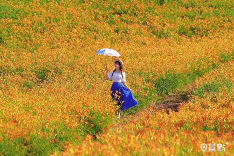 2025花蓮金針花季即日至10月12日展開。（圖／tsotso_1206）