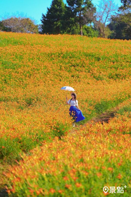 去年2024花蓮金針花季美景。（圖／tsotso_1206，以下同）