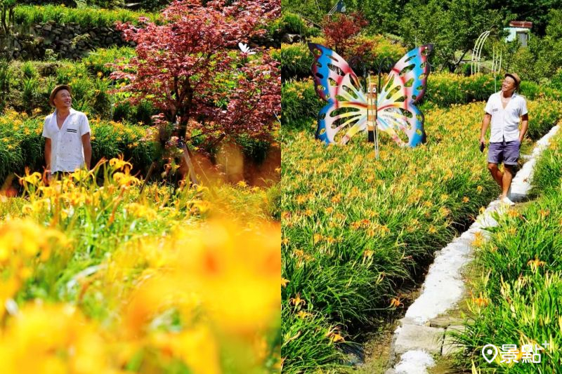 「竹子湖故鄉金針花農園」金針花同框紅葉美景，吸引人前往拍照打卡。（圖／chih07090616）