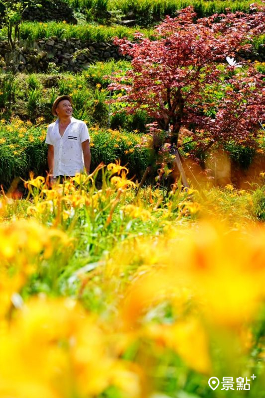 於2025年8月8日拍攝的竹子湖故鄉金針花農園美景。（圖／chih07090616，以下同）