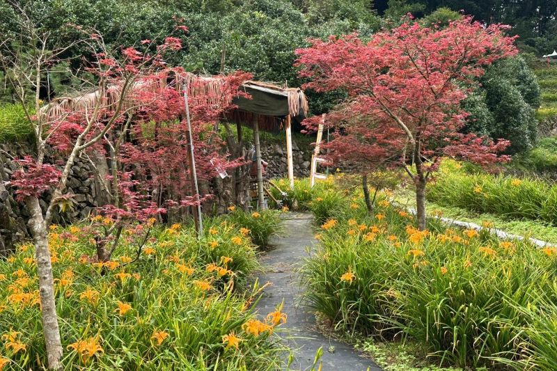 （圖／竹子湖故鄉金針花農園）
