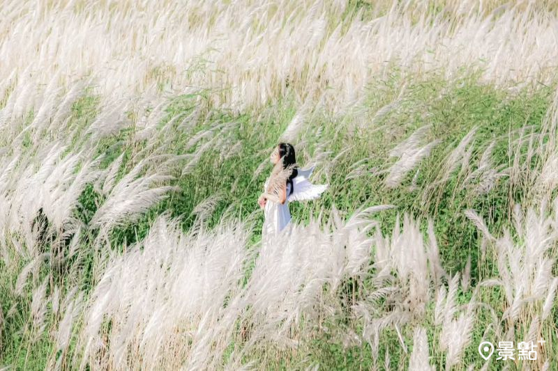 卓蘭白布帆雪白的甜根子草花海十分夢幻，吸引人前往拍照打卡。（圖／pho_traveler_joe）