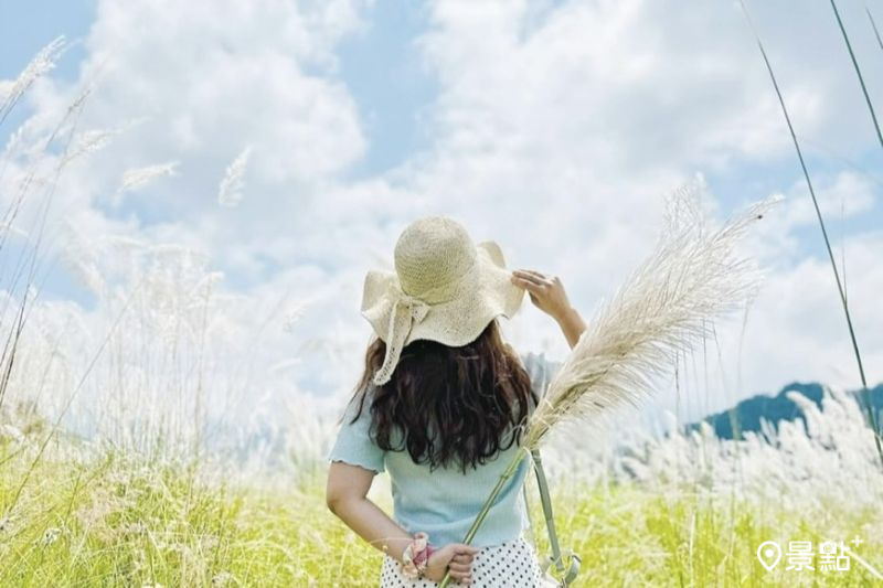 2025卓蘭白布帆甜根子草花海美景。（圖／ariel_apple419）