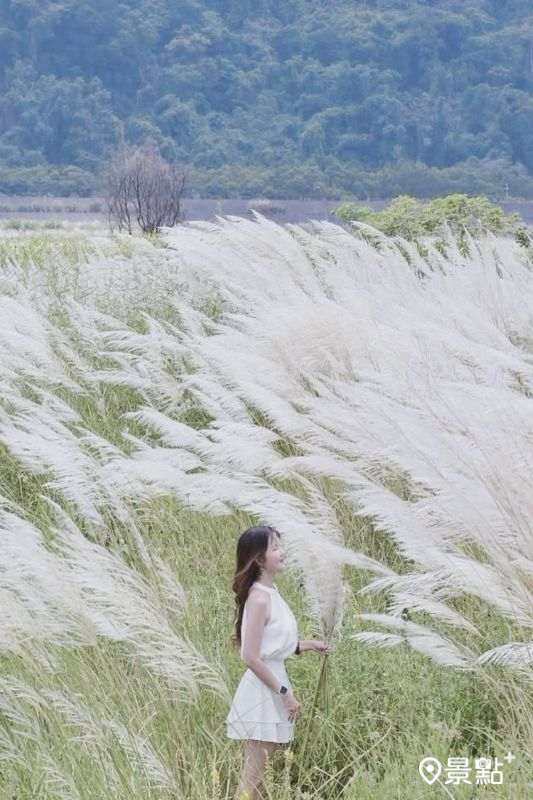往年卓蘭白布帆甜根子草花海美景。（圖／lee.luka）