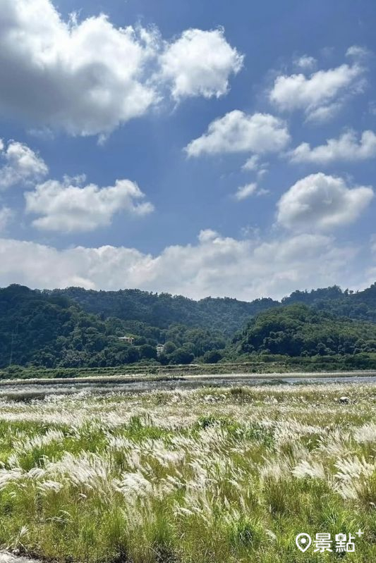 2025卓蘭白布帆甜根子草花海美景。（圖／ariel_apple419）