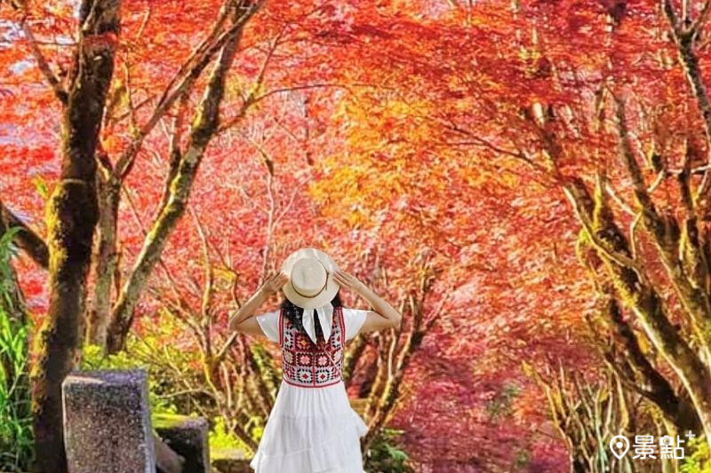 太平山國家森林遊樂區內滿版紫葉槭美景，吸引人前往拍照打卡。（圖／a_tsai324）