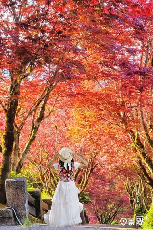 於2025年8月19日拍攝的太平山國家森林遊樂區紫葉槭美景。（圖／a_tsai324，以下同）