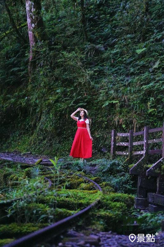 太平山國家森林遊樂區「見晴懷古步道」曾被票選為全球最美28條小路之一。（圖／a_tsai324，以下同）