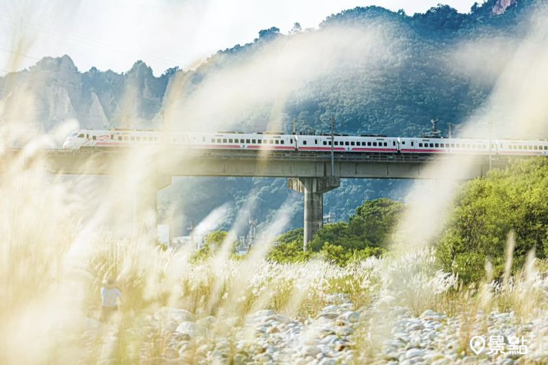 於2025年8月24日拍攝的大安溪鯉魚潭堤防甜根子草美景。（圖／pho_traveler_joe）