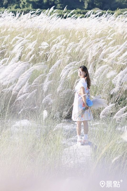 於2025年8月23日拍攝的卓蘭白布帆甜根子草美景。（圖／aaa123471）